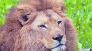 #Islam#Quran#AlAhzab'#ٌMinshawiy#Коран#АльАхьзаб#СамыеКрасивыеМеста#Relaxation#4кВидео#11часть#