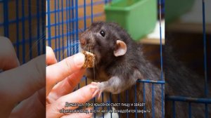 Как приручить крысу к рукам в домашних условиях