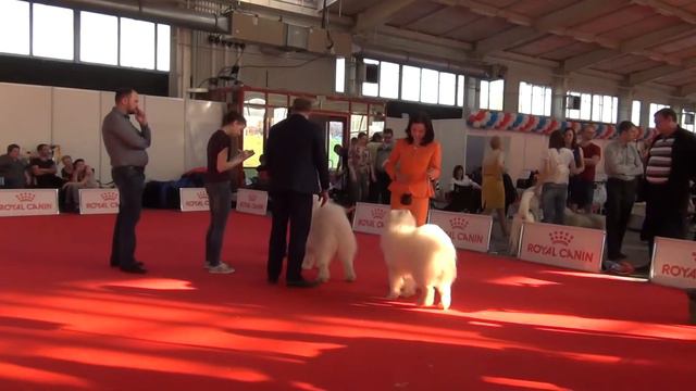 кобели победители смотреть онлайн