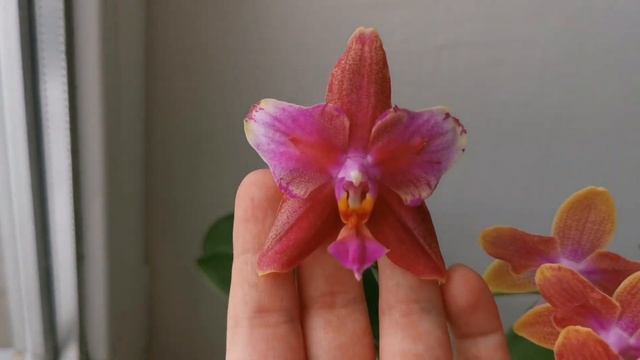 Phal. Miki Golden Sand (ароматная бабочка азиатская мультифлора орхидея фаленопсис) смотреть онлайн