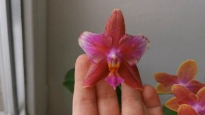 Phal. Miki Golden Sand (ароматная бабочка азиатская мультифлора орхидея фаленопсис)