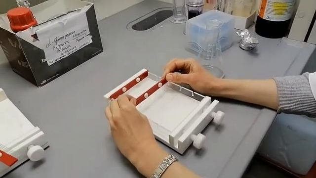 ПЦР и электрофорез