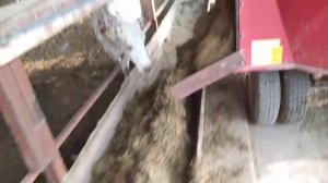 Раздача кормов из кормораздатчика дойным коровам