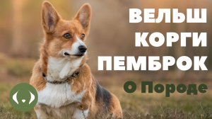 Вельш-корги-пемброк - О породе - Как выбрать щенка?
