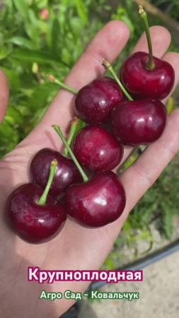 Крупноплодная черешня на Кубани
