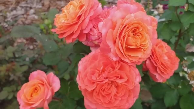 Красиво цветут!.. 11 сортов роз в первой половине августа. смотреть онлайн