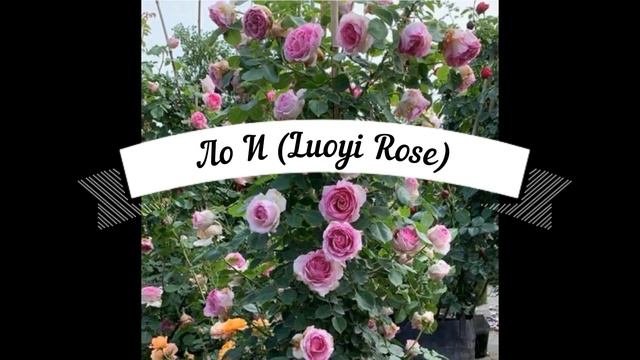 Новые розы из Вокруг Роз смотреть онлайн