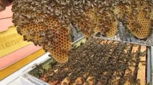 апрель на пасеке, ошибки, которые могут привести к болезни пчел, плохому весеннему развитию, часть 3
