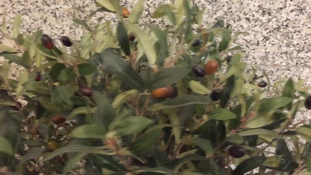 Чем маслины отличаются от оливок? смотреть онлайн