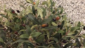 Чем маслины отличаются от оливок?