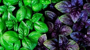 Базилик. Его польза. Куда можно использовать и какие содержит полезные вещества. Крутой дачник