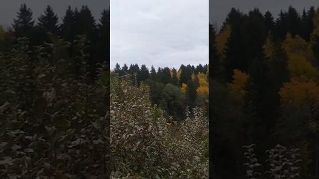 золотая осень, вид из окна
