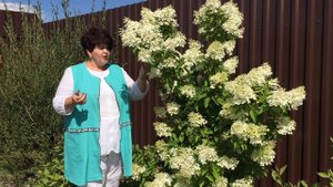 Гортензия метельчатая Фантом