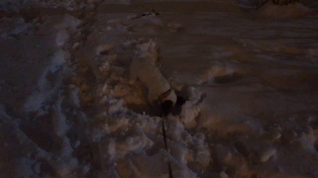Снег я буду скучать! Джек Рассел терьер и снег.