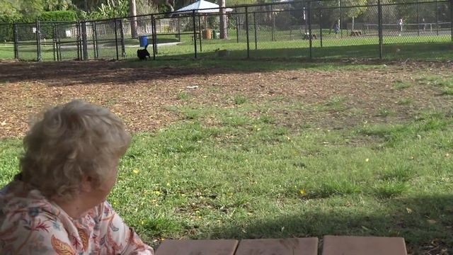 Petunia visits the dog park смотреть онлайн