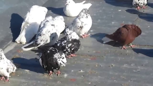 Николаевские голуби 14.01.2015г / Nikolaev doves смотреть онлайн