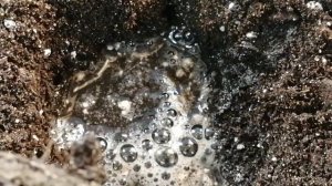 Алиссум ампельный. Посадка в кашпо.