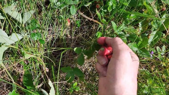 Поход за вдохновением со вкусом клубники!!!!   Полевая клубника сбор и эмоции