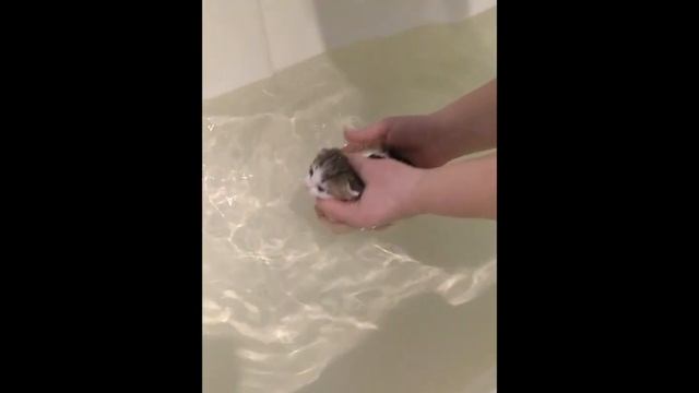 Как Вывести блох у кормящей кошки и котёнка?!!!!!СМОТРЕТЬ ВСЕМ!!!!!! смотреть онлайн