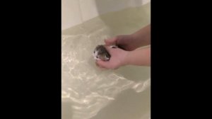 Как Вывести блох у кормящей кошки и котёнка?!!!!!СМОТРЕТЬ ВСЕМ!!!!!!