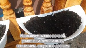 Мимулюс.