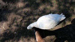 ? Гусь щипается