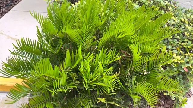 Coontie - Zamia integrifolia - A beautiful Florida native Cycad смотреть онлайн