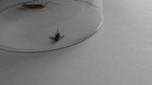 Сороконожка и муха