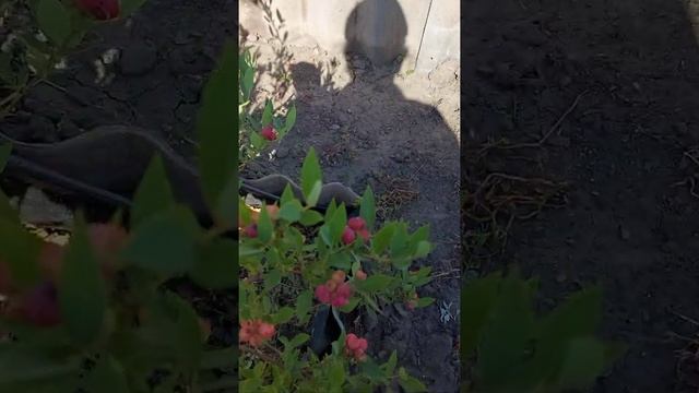 Голубика "Pink lemonade" 12.07.2020 г. смотреть онлайн