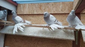 Бойные голуби. Немного на продажу.