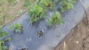 Начало созревания клубники/Азия, клери, купчиха/ Первое знакомство с ежевикой.