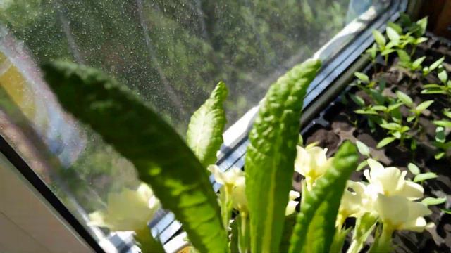 Рассада сладкого перца / первый раз смотреть онлайн