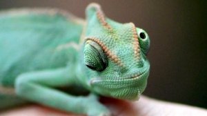 ТОП 10 РЕПТИЛИЙ!Как держать рептилию дома/Что должно быть для Как подготовится и какого питомца взя