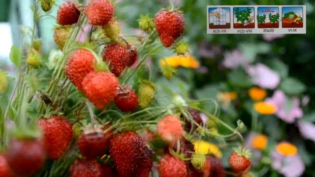⭐?Земляника Барон Солемахер ⭐ На Даче летом супер ягода strawberry ! смотреть онлайн