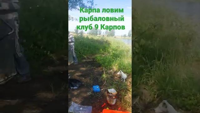 ловим карпа рыболовный клуб 9 Карпов