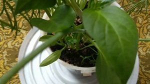 Выращивание перца в спартанских условиях