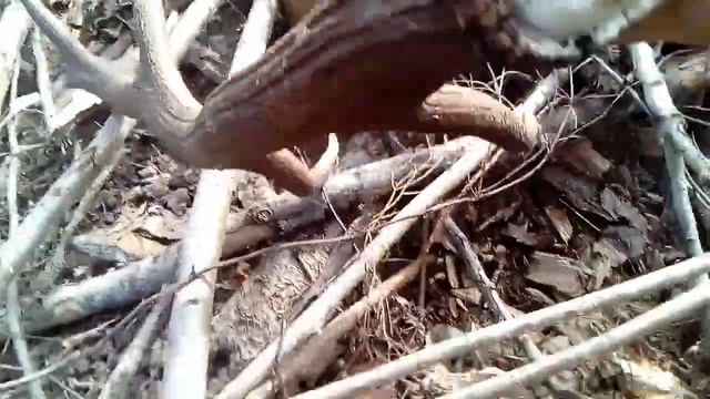 Охота на рога смотреть онлайн