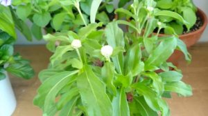 ГОМФРЕНА - ЛЕГКО! Гомфрена расцвела