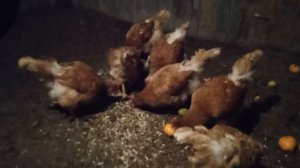 Чем кормить кур зимой