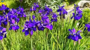 ¿Qué necesita saber de las Iris? ║Orquídeas en el mundo