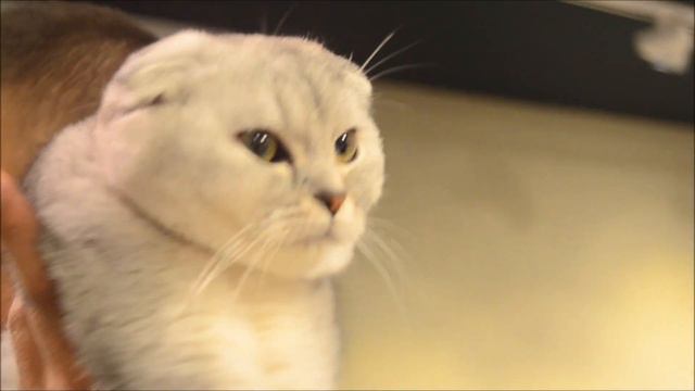 Выставка кошек. Кошачья мода. Забавные котики!