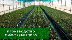 Производство можжевельника в "ЁЛЫ ПАЛЫ"