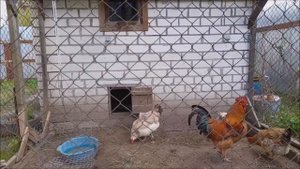 Скрещивание пород кур