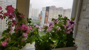 Вырастить петунии на балконе