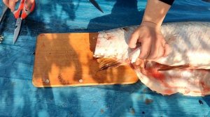 Разделка огромного сазана Своими руками