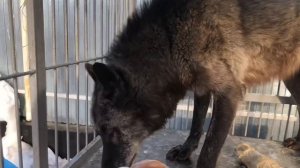 Канадский Волк Акела изучает мясо