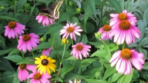 Butterfly and Echinacea