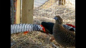 Фазан алмазный и его курицы