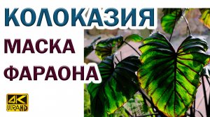 Колоказия Маска Фараона (Colocasia Pharaoh’s Mask) в нашем зимнем саду + отличие от алоказии