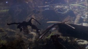 Звёздоносый крот на охоте